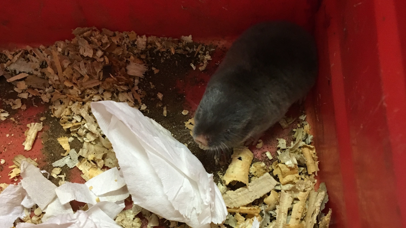 A highveld mole-rat.